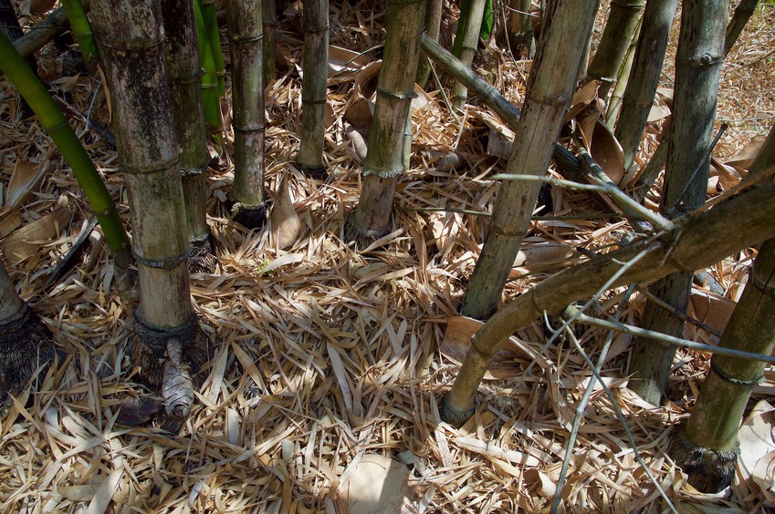 The confluence point lies inside a patch of bamboo