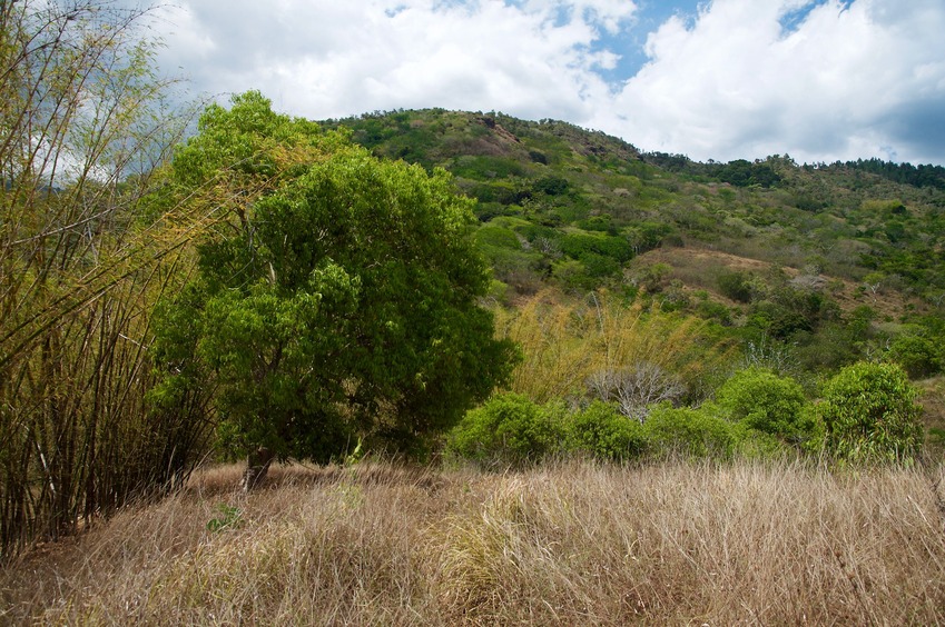 View North (from 20m east of the point, outside the bamboo patch)