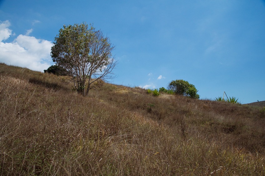 View South (from 20m east of the point, outside the bamboo patch)