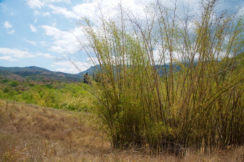 View West (from 20m east of the point, outside the bamboo patch).  The confluence point lies within the bamboo in the lower-right of the photo.