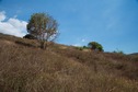 #8: View South (from 20m east of the point, outside the bamboo patch)