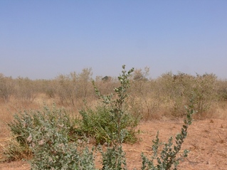 #1: Looking north from the confluence