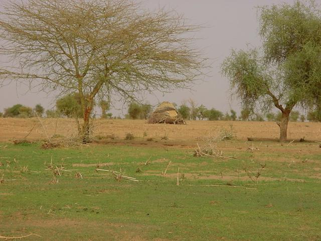 The view southeast from the Confluence, with a makeshift granary