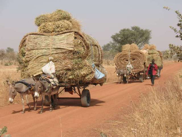 Donkey carts