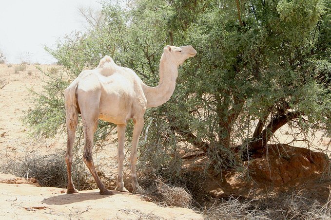 A dromedary contemplates a Bauhinia bush