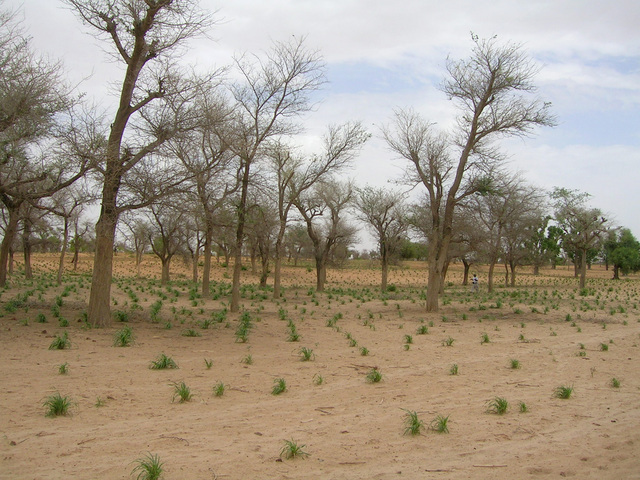 The emerging millet crop in fields near the Confluence