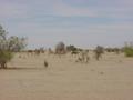 #6: A herd of camels passing to the north of the Confluence