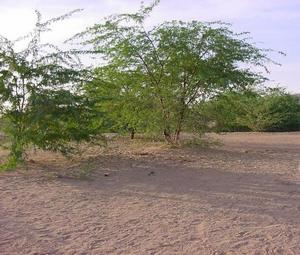 #1: The confluence point shaded by a thorn bush.