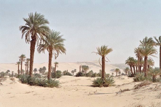 Date-palmtrees in Fachi.