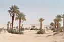 #8: Date-palmtrees in Fachi.