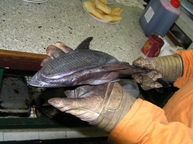 A strange fish caught off the mouth of Bonny River