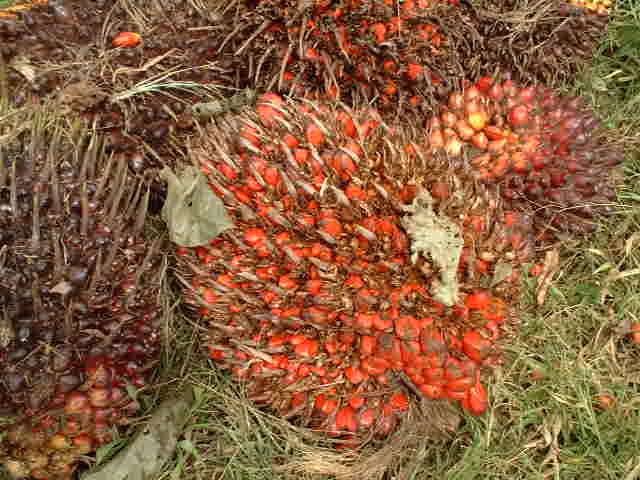 Palm fruit