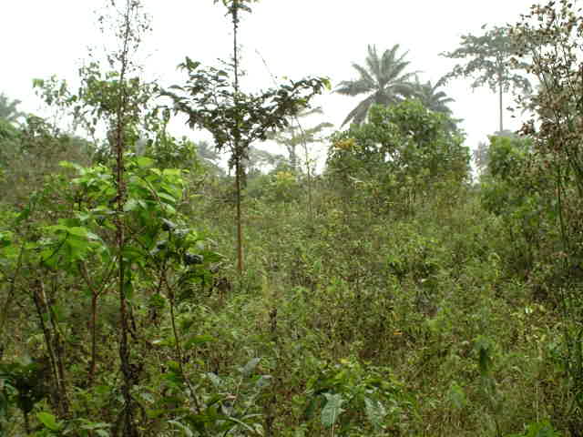 Heavy thicket at end of path