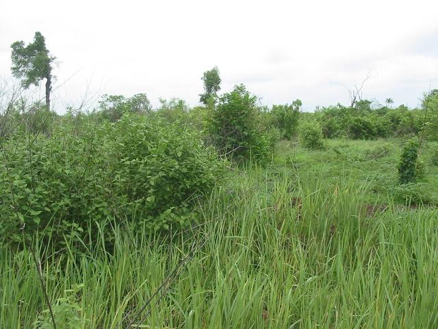 West