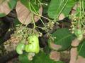 #10: Cashew nut