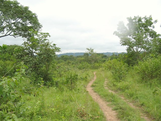 Bush track leading to Confluence