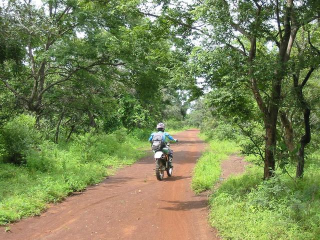 Riding through a forest