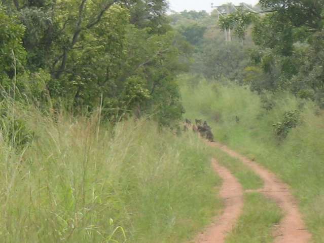 Road near the confluence 10N 4E