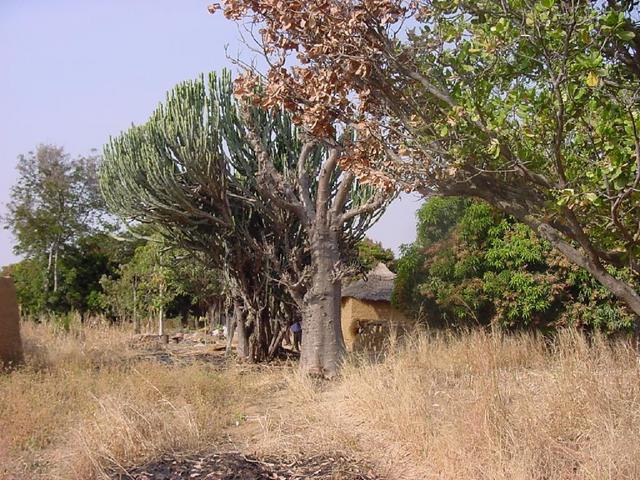 The Jarawa courtyard on the way to the Confluence