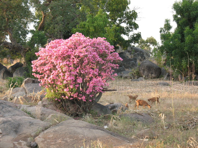 Along the road to Biu