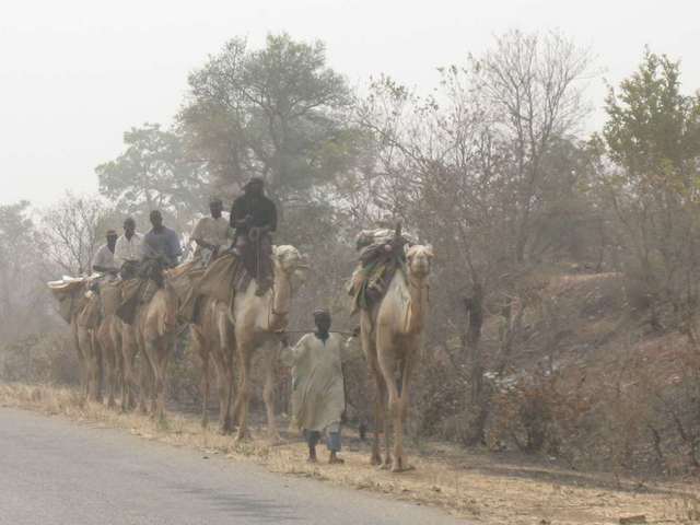 Camels on the road