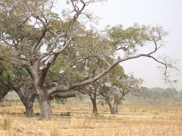 Huge thorn tree