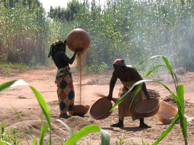 Processing the harvest