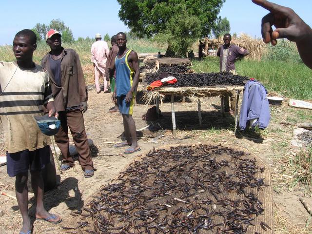 Fishermen drying fish