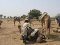 #9: Packing camels