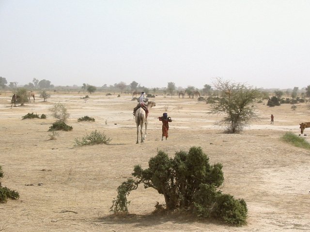 First camels that we saw