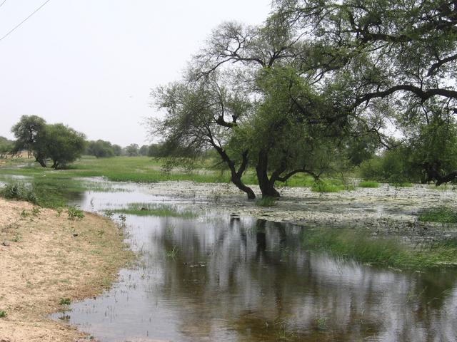 Wetland outside Damasak