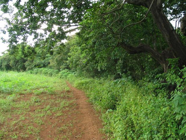 View west. Trail along pasture.