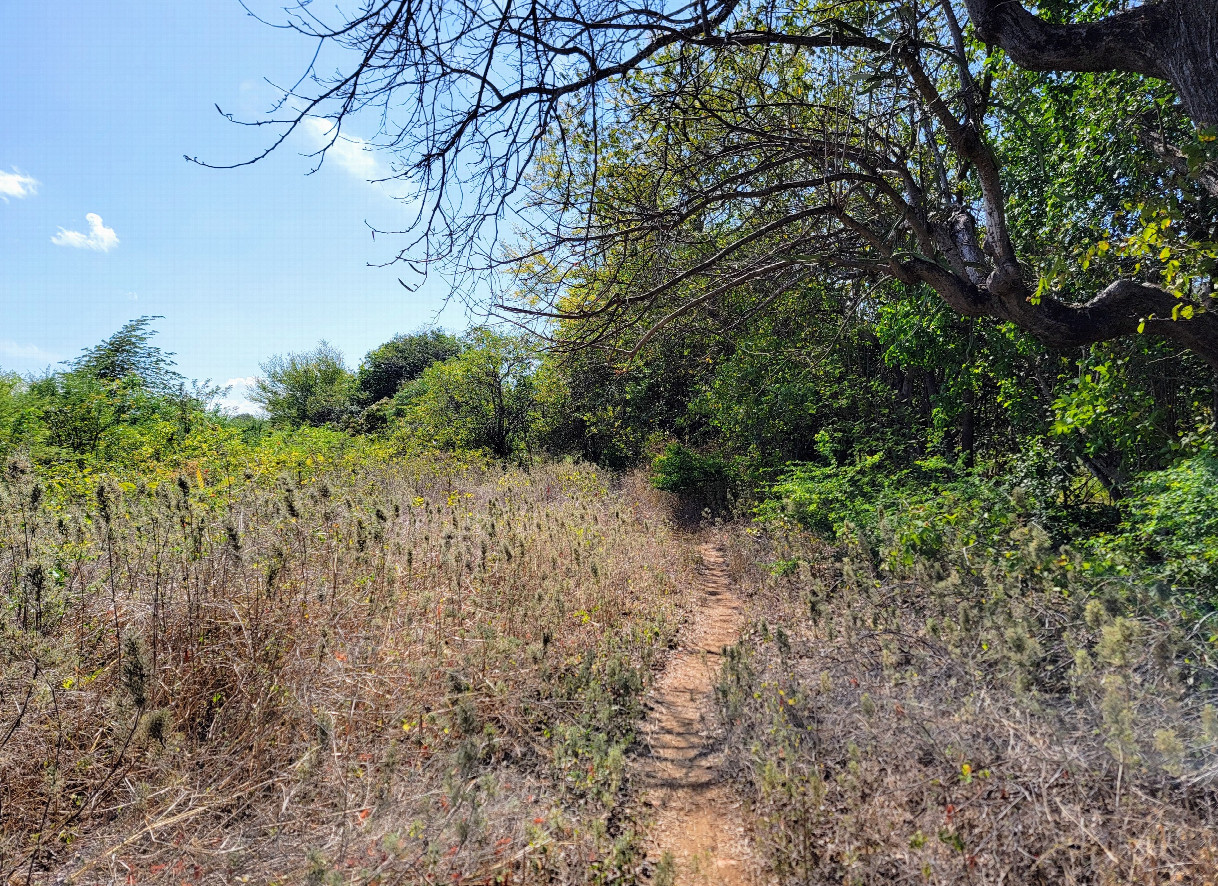 View west along the path beside the field. 