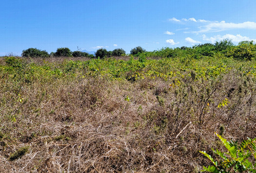 #1: View south is a general overview of the area and the large, empty field.