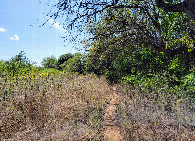 #3: View west along the path beside the field. 