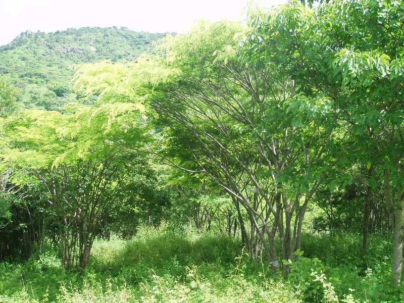 Looking south at 13N 86W located by multi-trunked tree at bottom right of picture