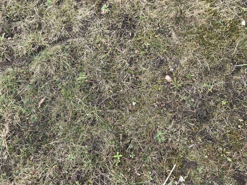 Ground cover at the confluence point. 