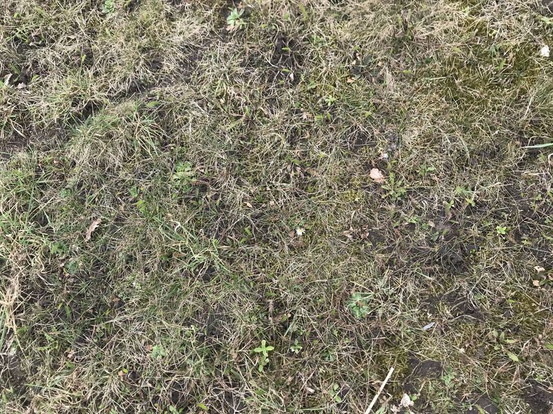 Ground cover at the confluence point. 