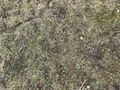 #4: Ground cover at the confluence point. 