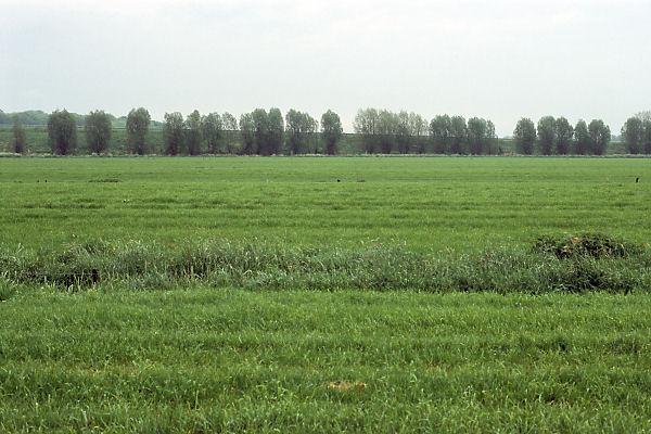 View to the east from the degree confluence