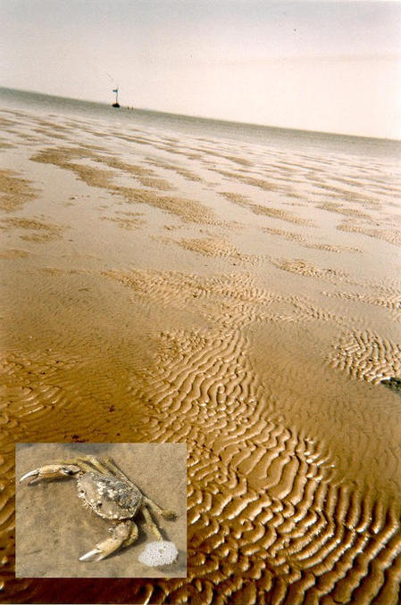 Dry sand bank in the direct neighbourhood with an inhabitant set-in.