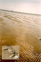 #3: Dry sand bank in the direct neighbourhood with an inhabitant set-in.