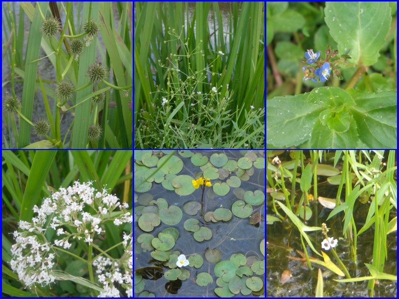 Plants in the ditches around the CP