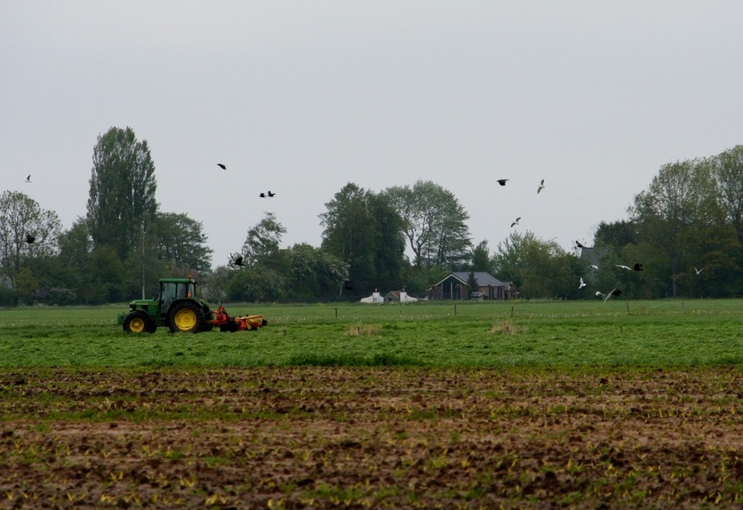 Tractor and birds in the landscape