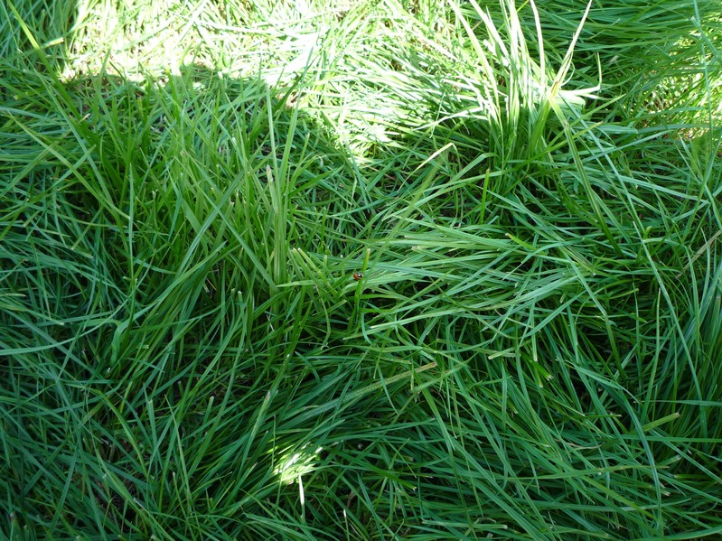 The ground with local inhabitant (look closer in the center)