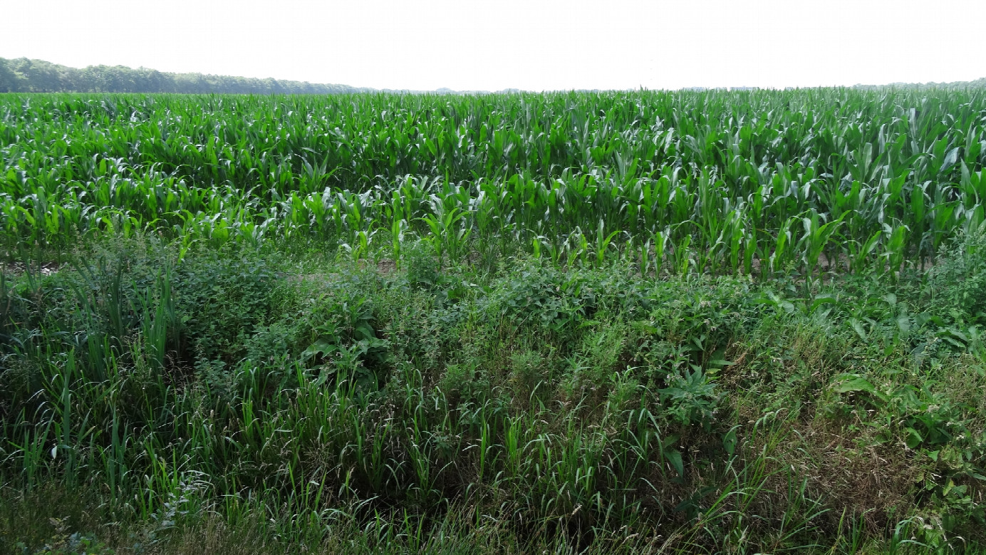 #01 location of CP 53N-07E seen 95 m from the east