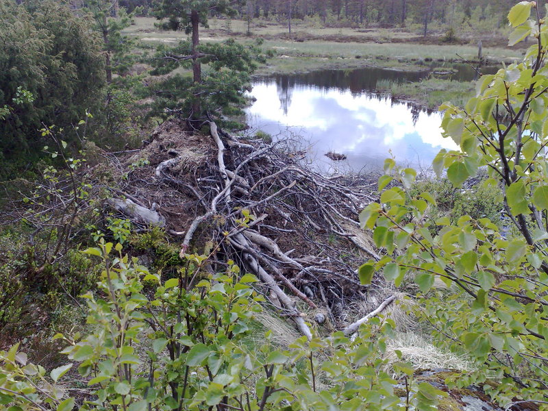 The beaver's "hut"