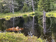 #9: Beaver in his self-made lake