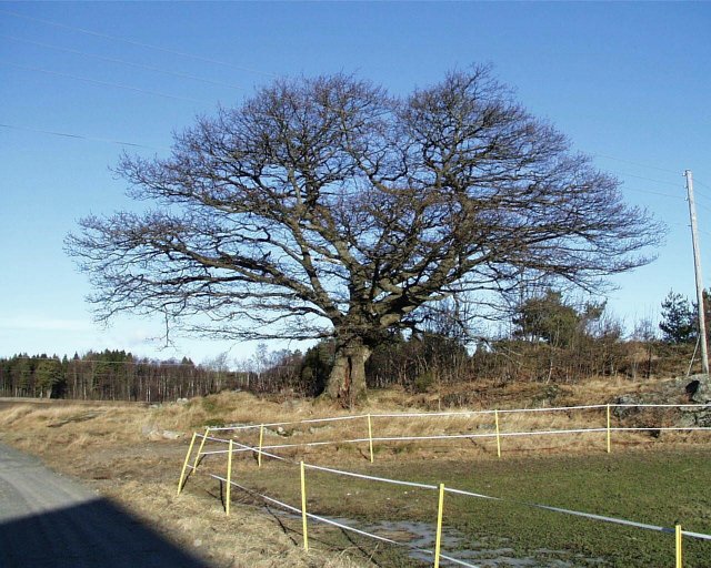 Old oak tree at Haugane farm