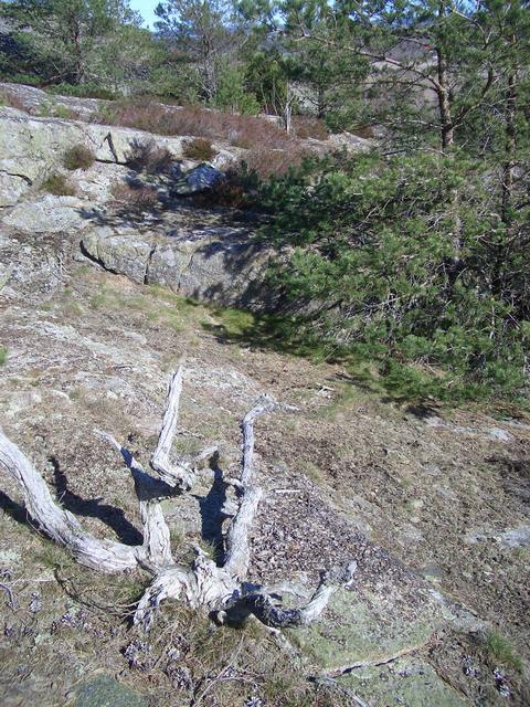 The confluence point just behind the the old root.